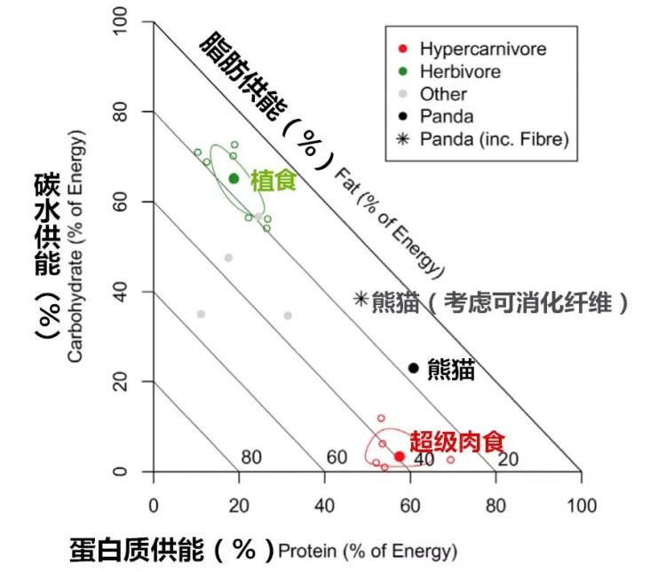 熊猫进食吸收到的能量更接近“肉”