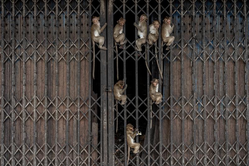 与森林里的猴子相比,城市里的猴子肌肉更少,更容易患高血压。(图源:《纽约时报》/亚当·迪 Adam Dean)