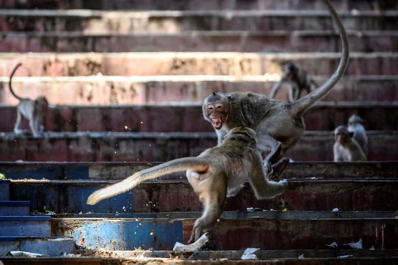 猕猴在一座废弃建筑里打架(图源:EPA / 朗格罗·永里特Rungroj Yongrit)