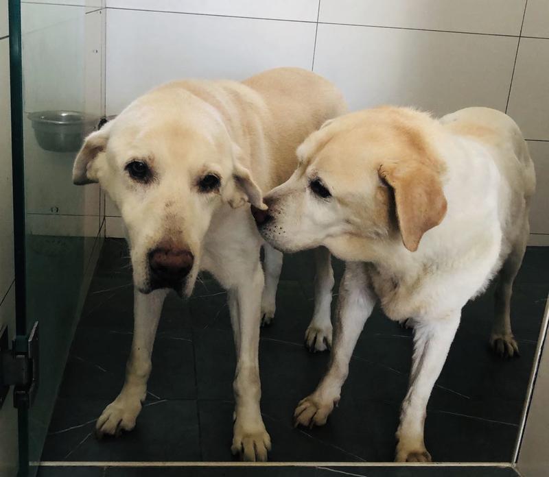 退役导盲犬纺云和塔章(受访者提供)