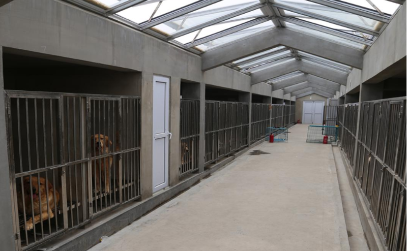 大连导盲犬基地的在训犬(图源:基地官网)