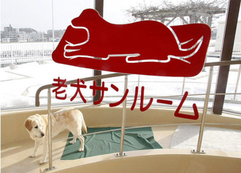 日本导盲犬养老院(图源:新华网)