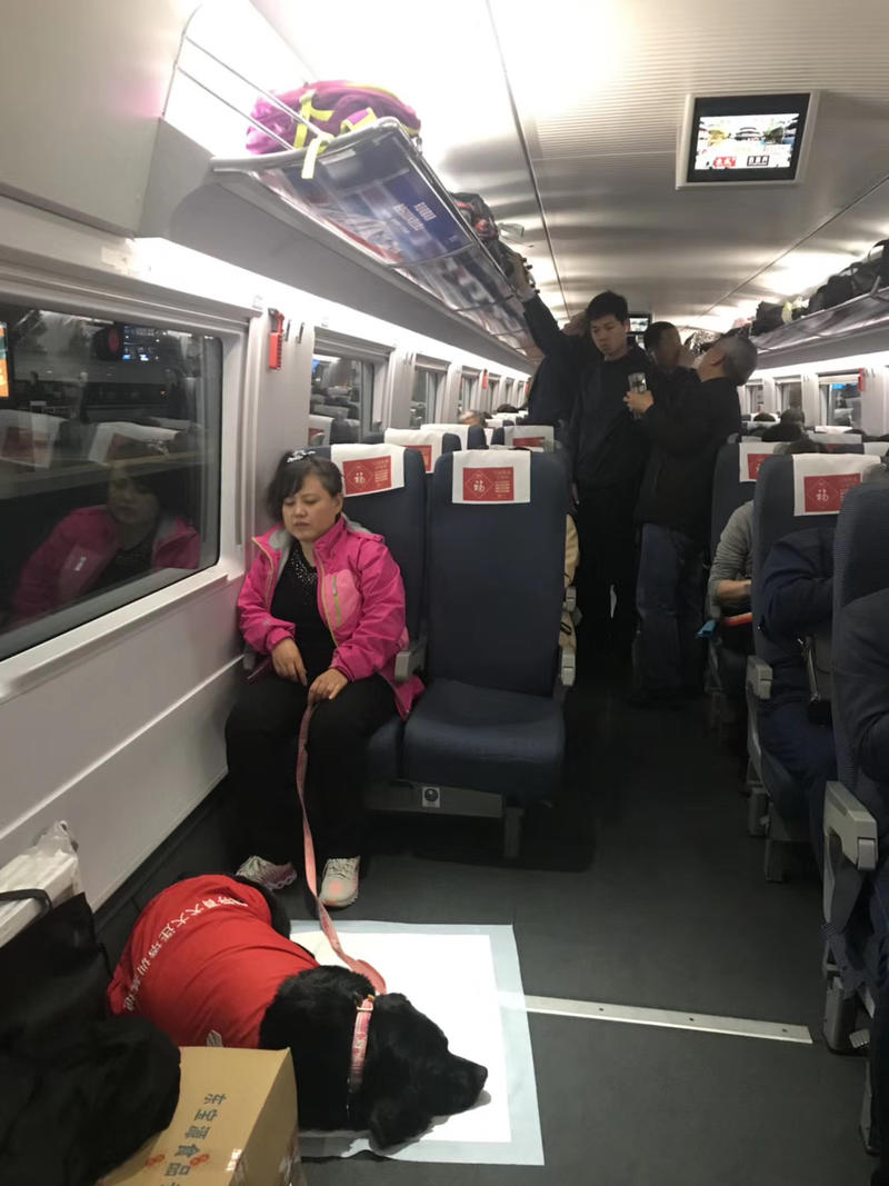 导盲犬珍妮带陈燕乘高铁(受访者供图)