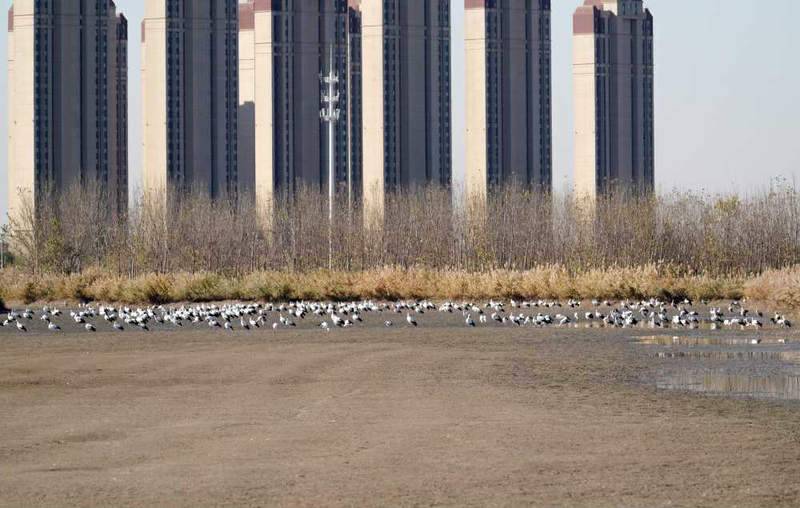 东方白鹳。图片:王建民