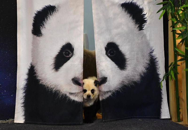2019年10月,成都一宠物咖啡馆。一只被染成熊猫图案的松狮狗从门帘内探出头来。