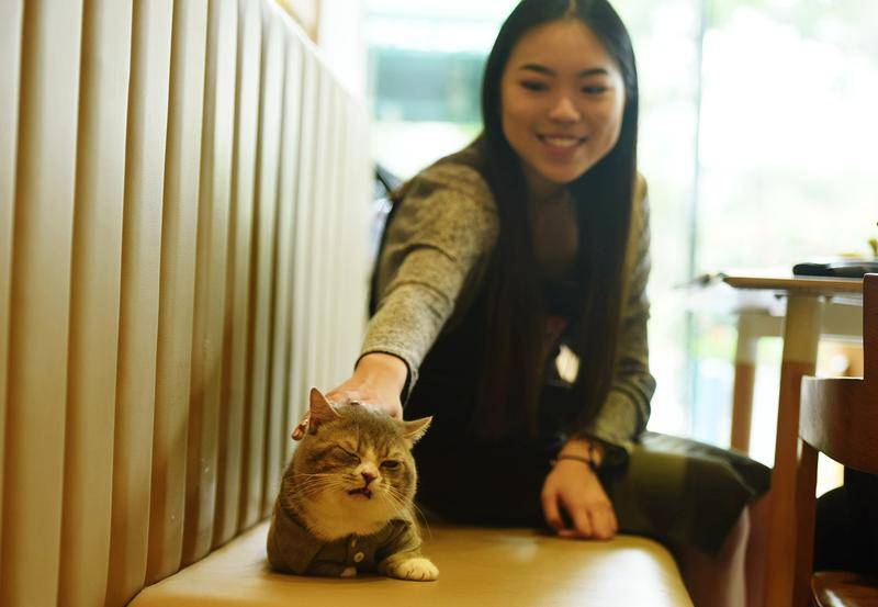 2017年6月,顾客在杭州一家宠物主题咖啡厅里抚摸宠物猫。