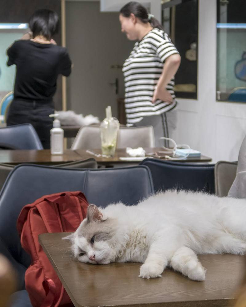 2019年6月,上海,一猫咪咖啡馆内,各种名猫汇聚一堂,其中包括豹猫、布偶、加菲、英短、美短等。