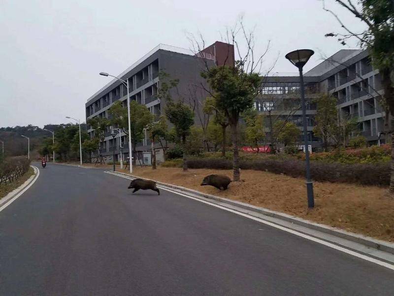 2017年,两头野猪闯入南京大学仙林校区。图片:微博