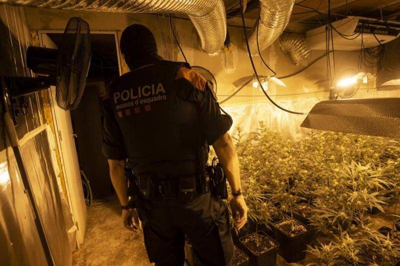 2020年10月,西班牙警方在私人住宅收缴非法大麻种植。图片:法新社