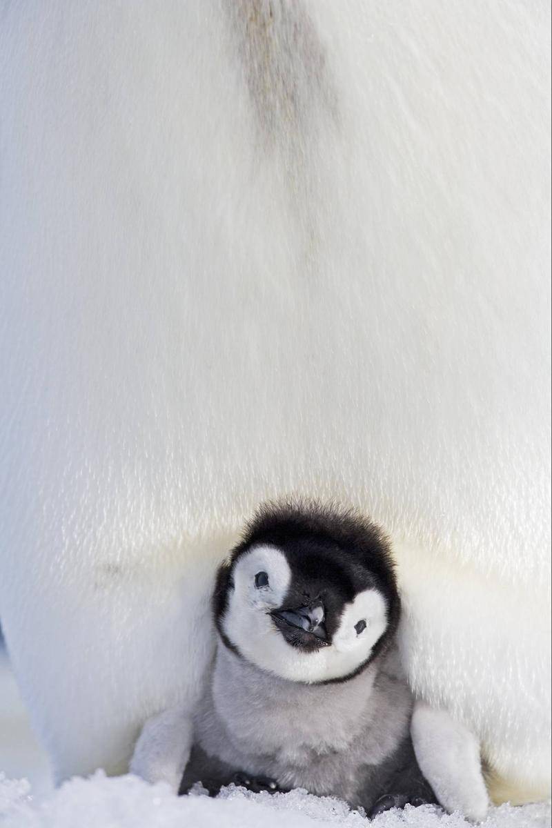 公帝企鹅双腿和腹部下方之间有一块布满血管的紫色育儿袋,以保证即使