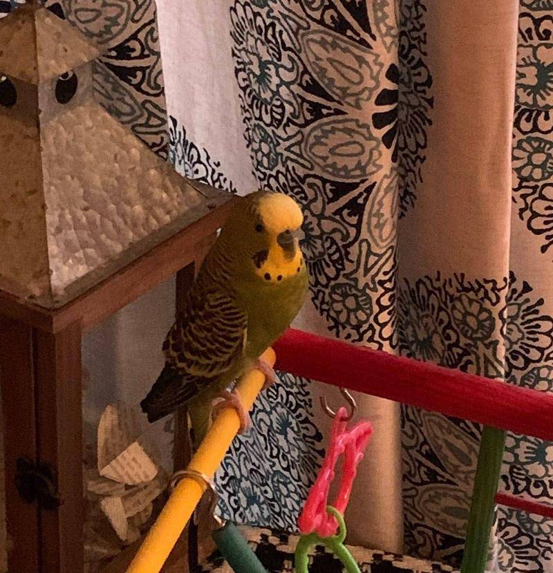 霍莉的Bird在游乐场上