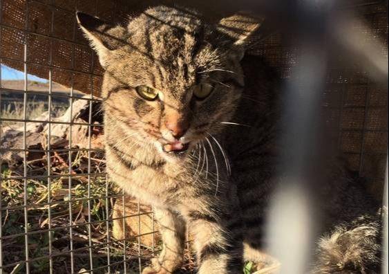 野猫成为澳大利亚野生动物保护的重要威胁 图源:unsw