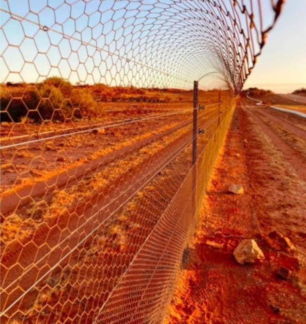 将猫逐渐引入猎物所在的围场 图源:Arid Recovery