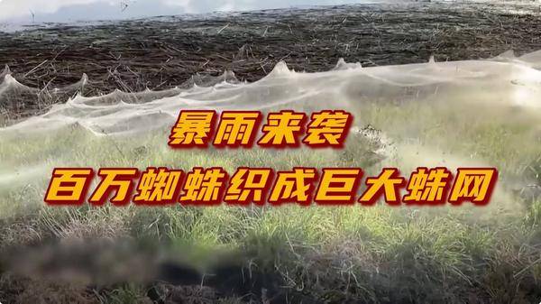 暴雨来袭前,百万蜘蛛织成“巨型蛛网”,借风自救