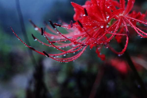 一日一植物,这对“神农氏”在抖音里遍尝人间百草