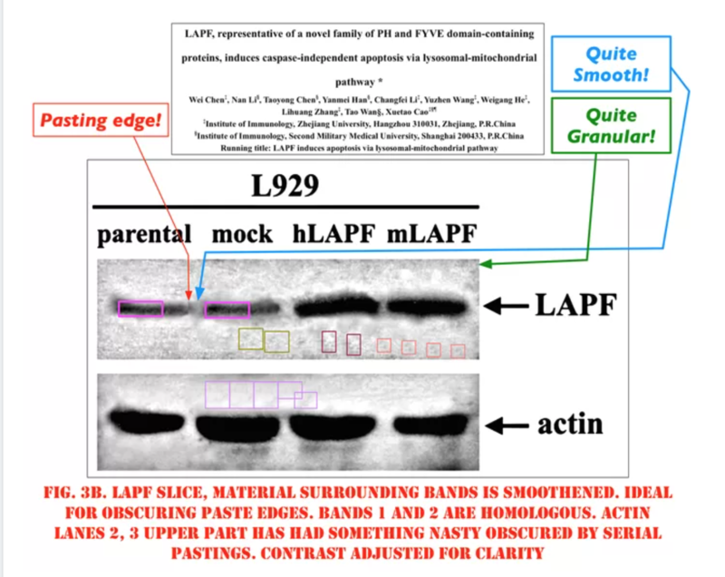 时隔7个月 院士再曝论文造假 影响波及多个重点实验室