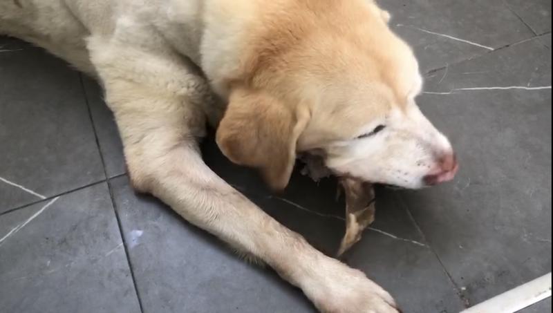 纺云在吃爱心人士送来的零食(受访者提供)
