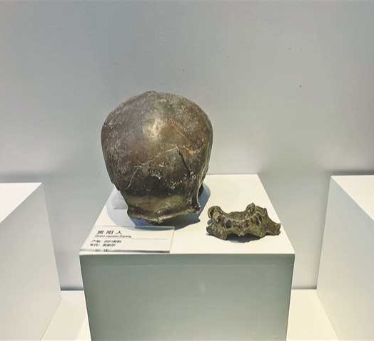 中国智人化石代表图片